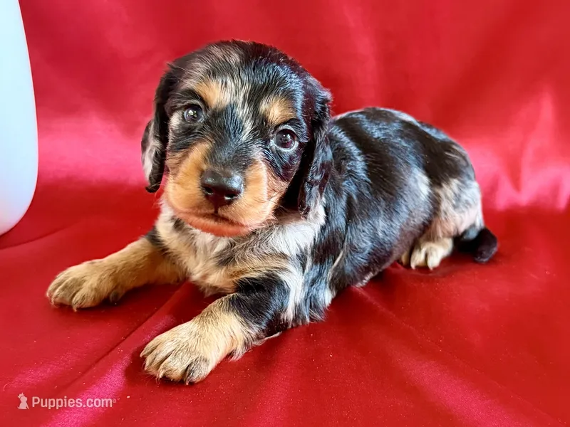 AKC Charlie – Miniature Dachshund puppy for sale in Heber Springs, AR
