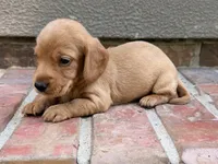 Allie, a female Miniature Dachshund for sale in Heber Springs, AR – 1 of 7