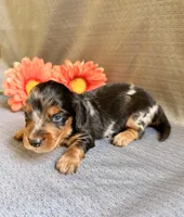 Bernell, a male Miniature Dachshund for sale in Heber Springs, AR – 5 of 5