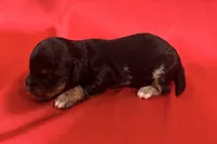 AKC Dawson, a male Miniature Dachshund for sale in Heber Springs, AR – 5 of 6