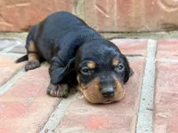 AKC Leigh, a female Miniature Dachshund for sale in Heber Springs, AR – 1 of 5