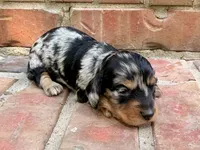 AKC Charlie, a male Miniature Dachshund for sale in Heber Springs, AR – 4 of 6