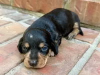 AKC Caroline, a female Miniature Dachshund for sale in Heber Springs, AR – 4 of 7
