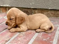 Allie, a female Miniature Dachshund for sale in Heber Springs, AR – 7 of 7