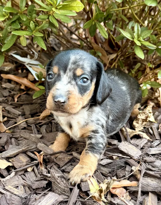 AKC Samson – Miniature Dachshund puppy for sale in Heber Springs, AR