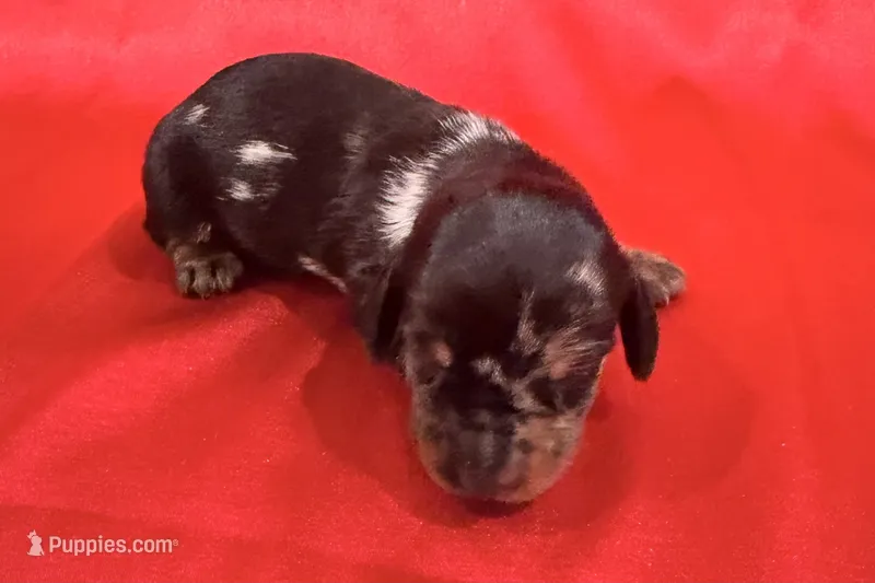 AKC Harvey – Miniature Dachshund puppy for sale in Heber Springs, AR