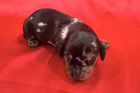 AKC Harvey, a male Miniature Dachshund for sale in Heber Springs, AR – 1 of 5