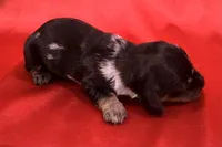 AKC Harvey, a male Miniature Dachshund for sale in Heber Springs, AR – 3 of 5