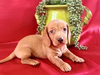 AKC Hershell, a male Miniature Dachshund for sale in Heber Springs, AR – 1 of 9