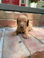 AKC Hershell, a male Miniature Dachshund for sale in Heber Springs, AR – 8 of 8