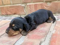 AKC Leigh, a female Miniature Dachshund for sale in Heber Springs, AR – 4 of 5