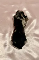 AKC Savanna, a female Miniature Dachshund for sale in Heber Springs, AR – 6 of 6