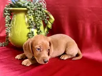 AKC Hershell, a male Miniature Dachshund for sale in Heber Springs, AR – 7 of 9