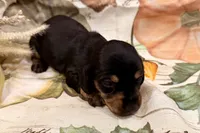 Charlie, a male Miniature Dachshund for sale in Heber Springs, AR – 3 of 5