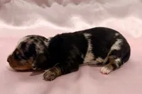 AKC Savanna, a female Miniature Dachshund for sale in Heber Springs, AR – 3 of 6