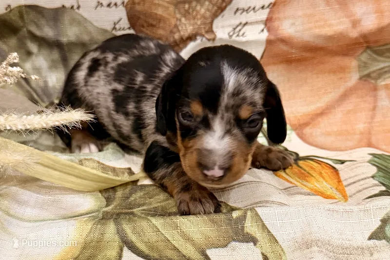 AKC Samson – Miniature Dachshund puppy for sale in Heber Springs, AR