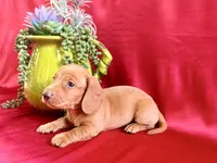 AKC Hershell, a male Miniature Dachshund for sale in Heber Springs, AR – 9 of 9