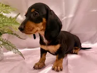 AKC Leigh, a female Miniature Dachshund for sale in Heber Springs, AR – 3 of 5