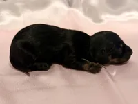 AKC Lilly, a female Miniature Dachshund for sale in Heber Springs, AR – 2 of 5