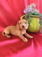 AKC Hershell, a male Miniature Dachshund for sale in Heber Springs, AR – 8 of 9