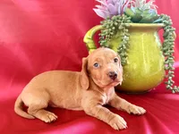 AKC Hershell, a male Miniature Dachshund for sale in Heber Springs, AR – 6 of 9