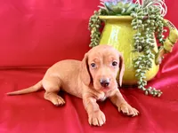 AKC Hershell, a male Miniature Dachshund for sale in Heber Springs, AR – 2 of 9