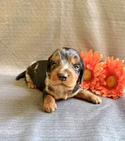 Bernell, a male Miniature Dachshund for sale in Heber Springs, AR – 2 of 5