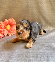 Bernell, a male Miniature Dachshund for sale in Heber Springs, AR – 4 of 5