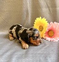 Madaline, a female Miniature Dachshund for sale in Heber Springs, AR – 2 of 5