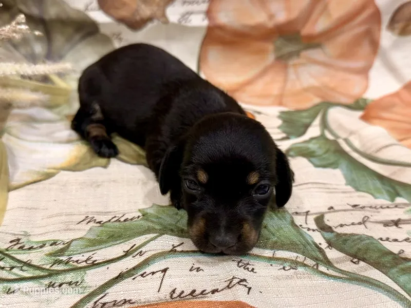 AKC Lilly – Miniature Dachshund puppy on hold in Heber Springs, AR