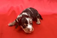 AKC Samson, a male Miniature Dachshund for sale in Heber Springs, AR – 2 of 5