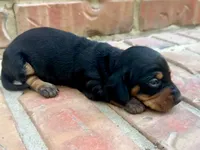 AKC Leigh, a female Miniature Dachshund for sale in Heber Springs, AR – 5 of 5