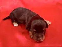 AKC Dawson, a male Miniature Dachshund for sale in Heber Springs, AR – 2 of 6