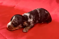 AKC Samson, a male Miniature Dachshund for sale in Heber Springs, AR – 5 of 5