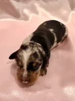 AKC Savanna, a female Miniature Dachshund for sale in Heber Springs, AR – 5 of 6