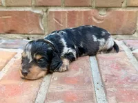 AKC Charlie, a male Miniature Dachshund for sale in Heber Springs, AR – 5 of 6