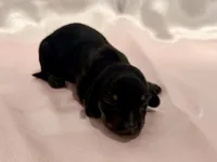 AKC Lilly, a female Miniature Dachshund for sale in Heber Springs, AR – 3 of 5