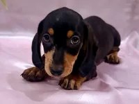 AKC Leigh, a female Miniature Dachshund for sale in Heber Springs, AR – 4 of 5