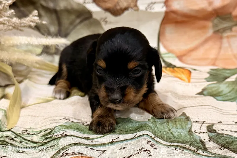 AKC Dawson – Miniature Dachshund puppy for sale in Heber Springs, AR