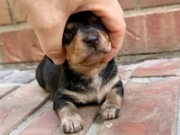 AKC Caroline, a female Miniature Dachshund for sale in Heber Springs, AR – 3 of 7