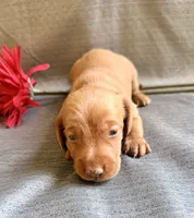 Hershell, a male Miniature Dachshund for sale in Heber Springs, AR – 2 of 4