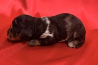 AKC Harvey, a male Miniature Dachshund for sale in Heber Springs, AR – 2 of 5