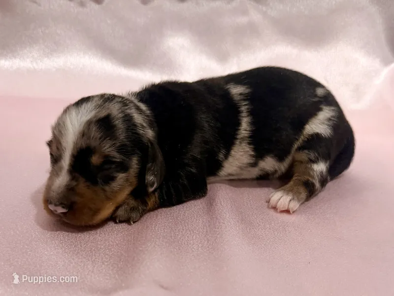AKC Savanna – Miniature Dachshund puppy for sale in Heber Springs, AR