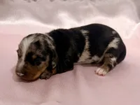 AKC Savanna, a female Miniature Dachshund for sale in Heber Springs, AR – 1 of 6