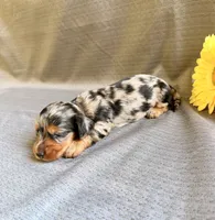 Madaline, a female Miniature Dachshund for sale in Heber Springs, AR – 3 of 5