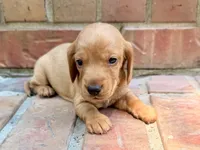 Allie, a female Miniature Dachshund for sale in Heber Springs, AR – 4 of 7