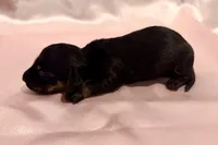 AKC Lilly, a female Miniature Dachshund for sale in Heber Springs, AR – 5 of 5