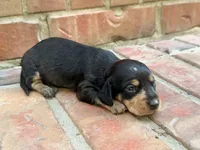 AKC Caroline, a female Miniature Dachshund for sale in Heber Springs, AR – 6 of 7