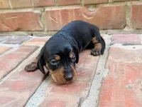 AKC Leigh, a female Miniature Dachshund for sale in Heber Springs, AR – 3 of 5