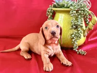 AKC Hershell, a male Miniature Dachshund for sale in Heber Springs, AR – 4 of 9
